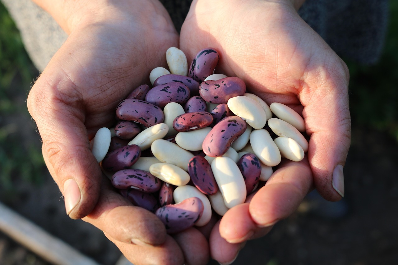 découvrez notre guide complet sur les légumes : bienfaits, variétés, conseils de cuisson et recettes savoureuses pour intégrer ces aliments essentiels dans votre alimentation quotidienne.