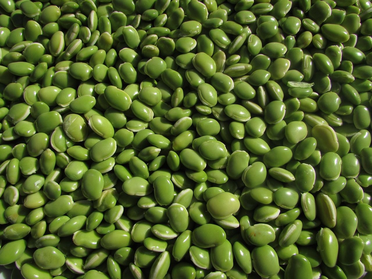 découvrez tout sur les protéines végétales : bienfaits nutritionnels, sources principales, conseils pour intégrer les protéines issues des plantes dans votre alimentation et alternatives aux protéines animales.