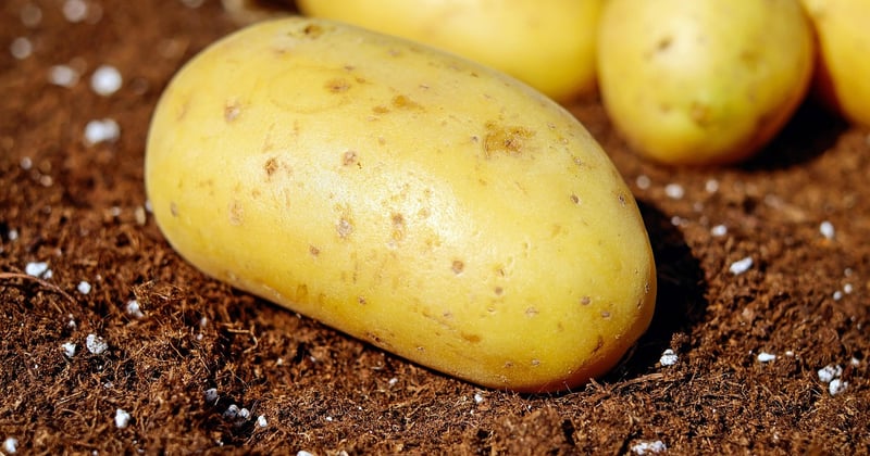 Pommes : 15 recettes faciles et gourmandes pour les utiliser autrement
