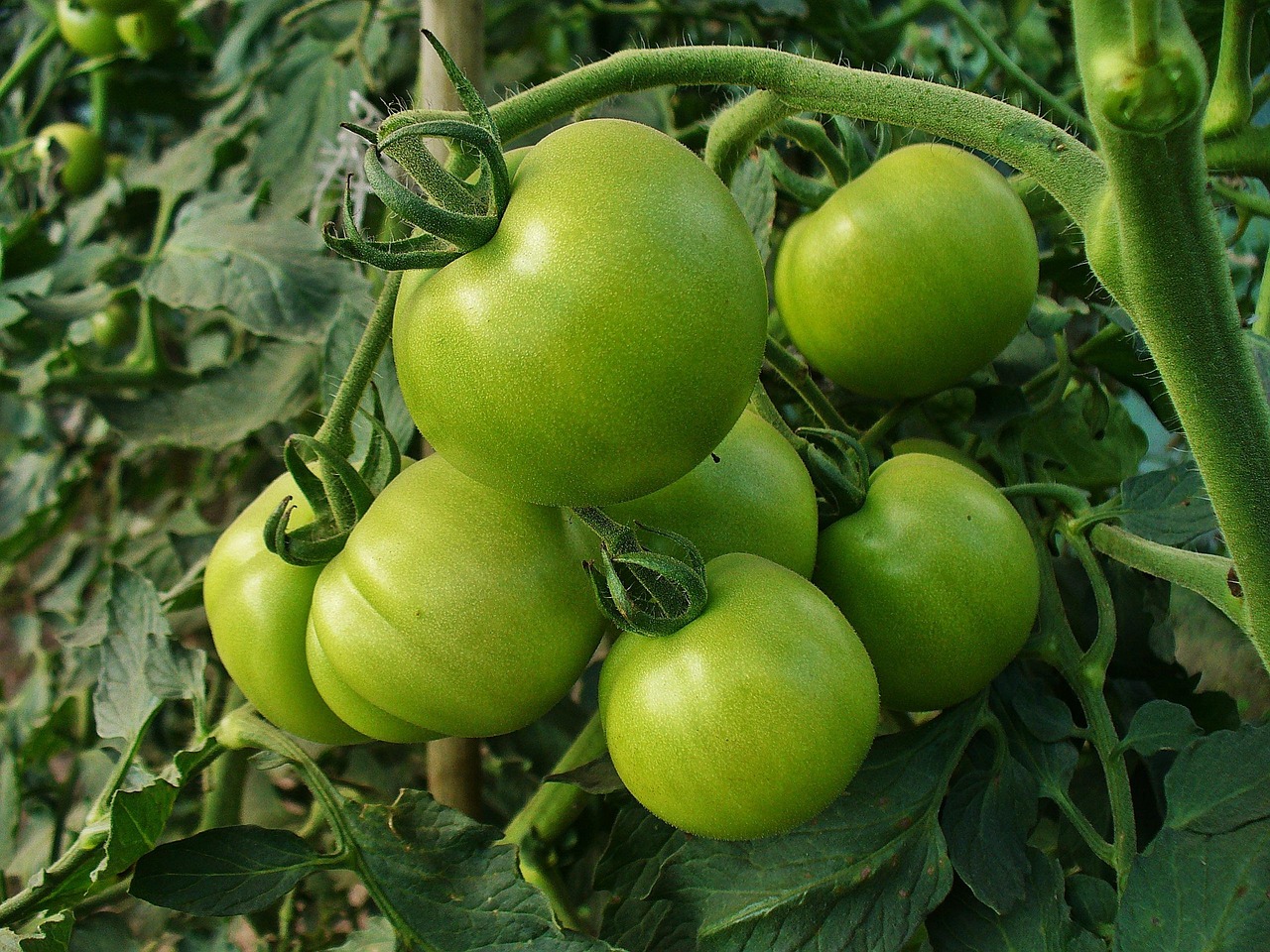 Comment conserver ses légumes plus longtemps : astuces efficaces et naturelles