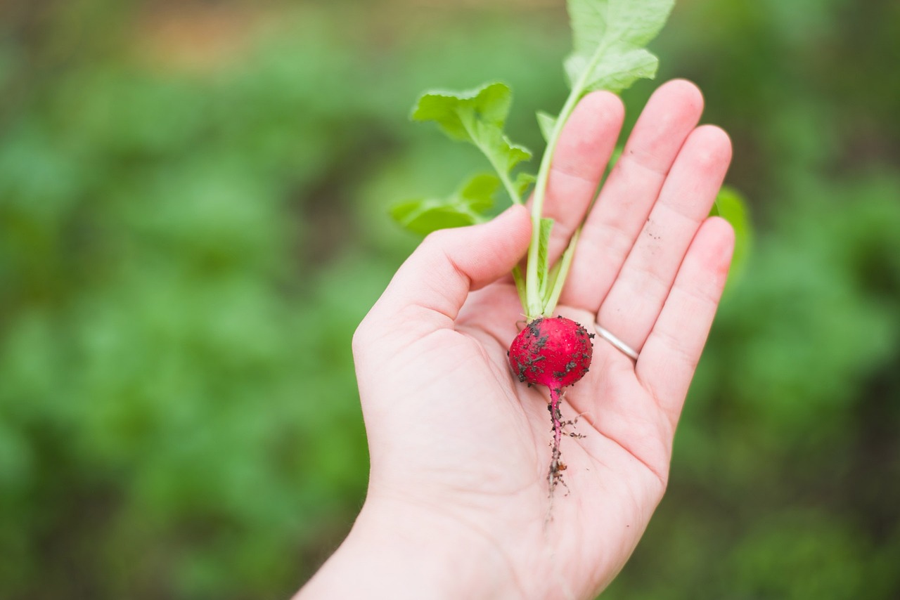 Quels légumes cuisiner au printemps pour plus de saveurs ?