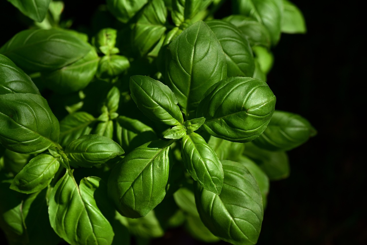 découvrez nos conseils pratiques pour la conservation des herbes fraîches et prolonger leur saveur en cuisine. astuces simples pour préserver vos herbes aromatiques plus longtemps.